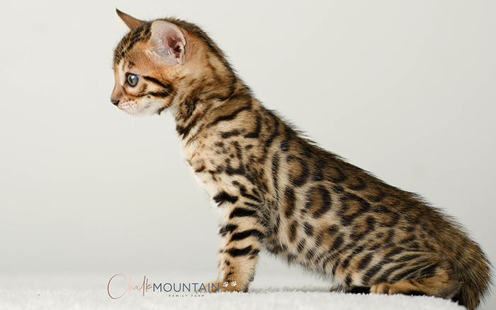 Bengal kitten for sale